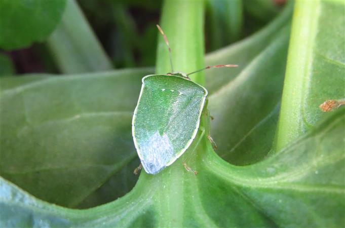 Pentatomidae:   Nezara viridula (forma torquata)